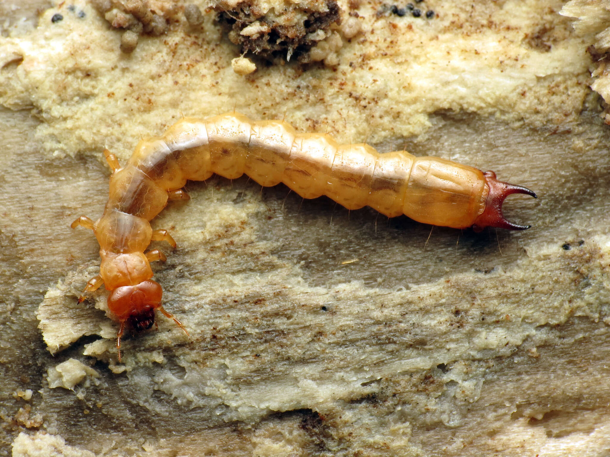 Image of Dendroides canadensis Leconte