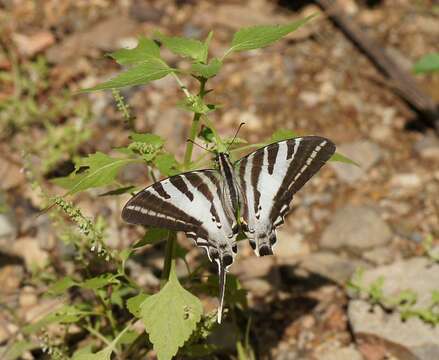 Image de Protographium leosthenes (Doubleday 1846)