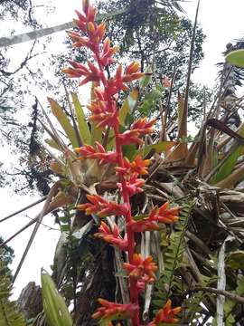 Image of Guzmania multiflora (André) André ex Mez