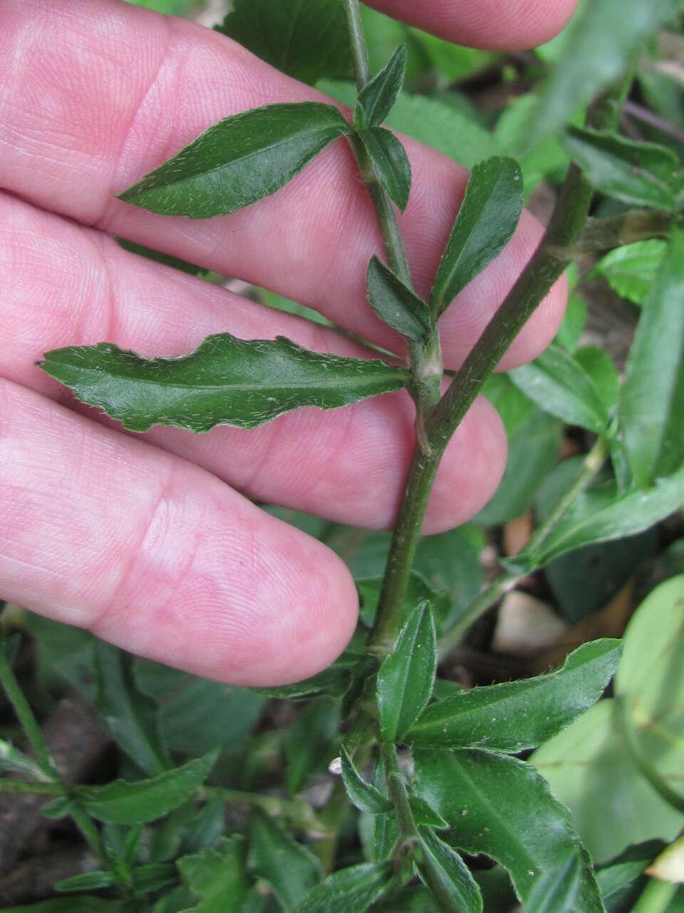 Image of dog's-tongue