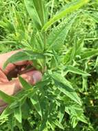 Image of great St. Johnswort