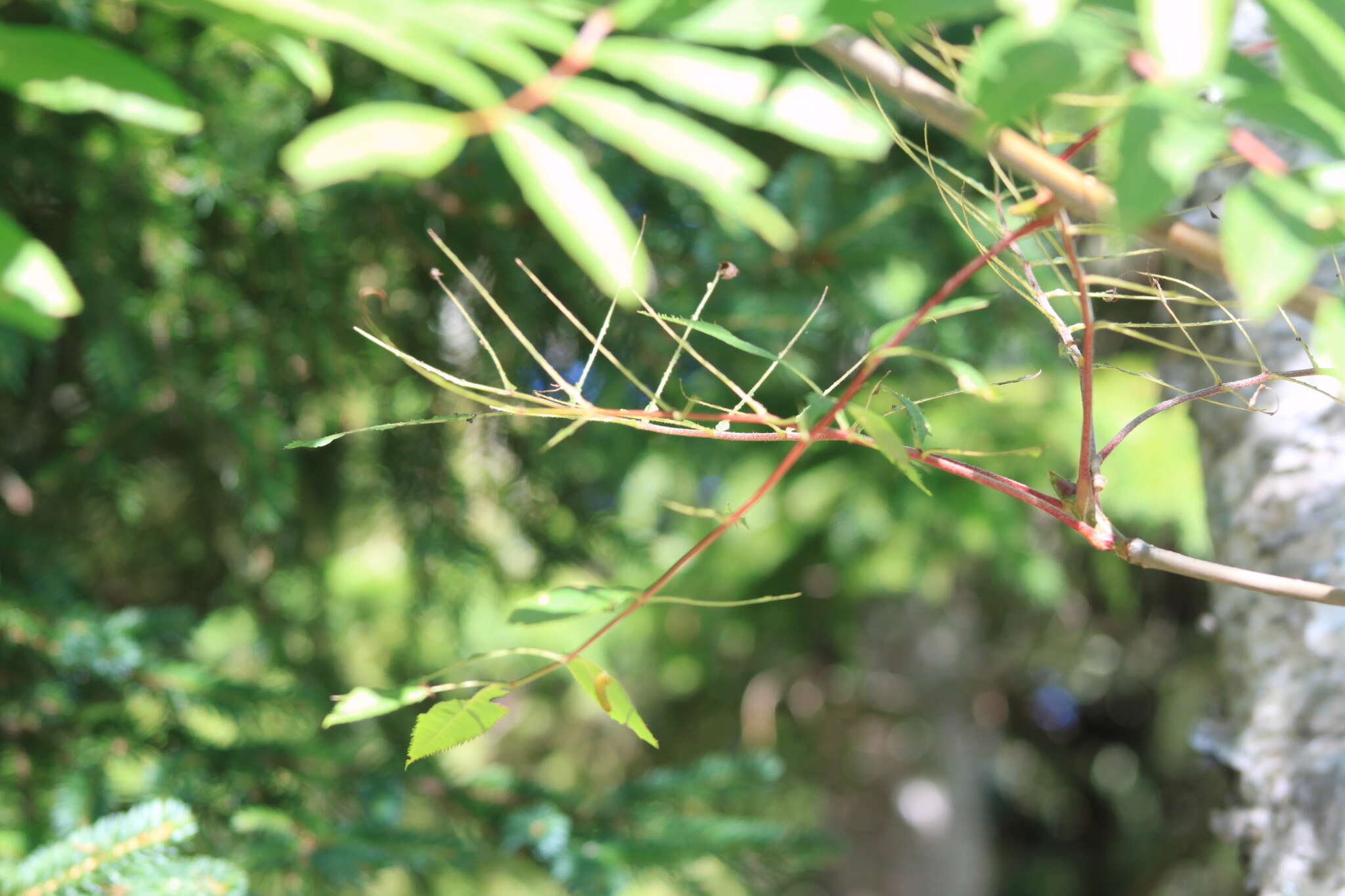 Image of Mountain-ash sawfly