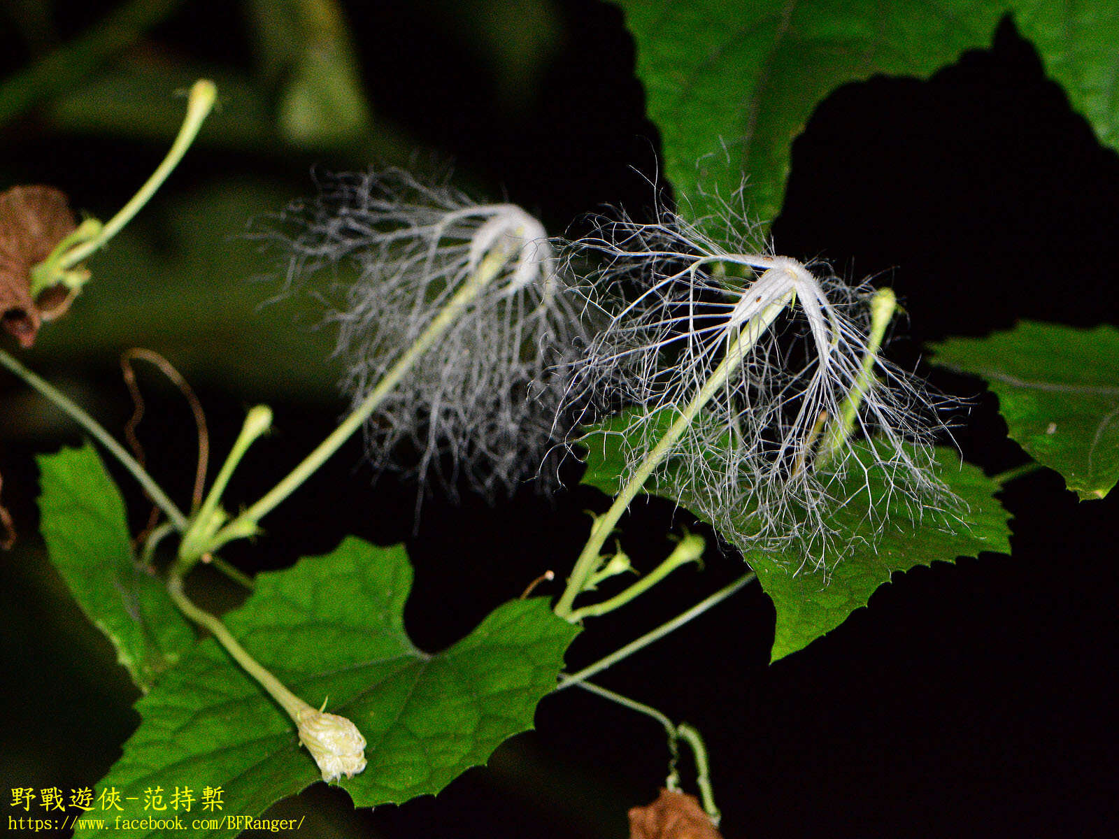 Image of Japanese snake gourd