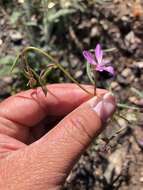 Image of Waltham Creek clarkia