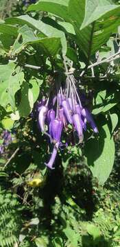 Image of Iochroma calycina Benth.