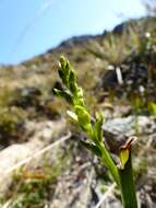 Imagem de Prasophyllum colensoi Hook. fil.