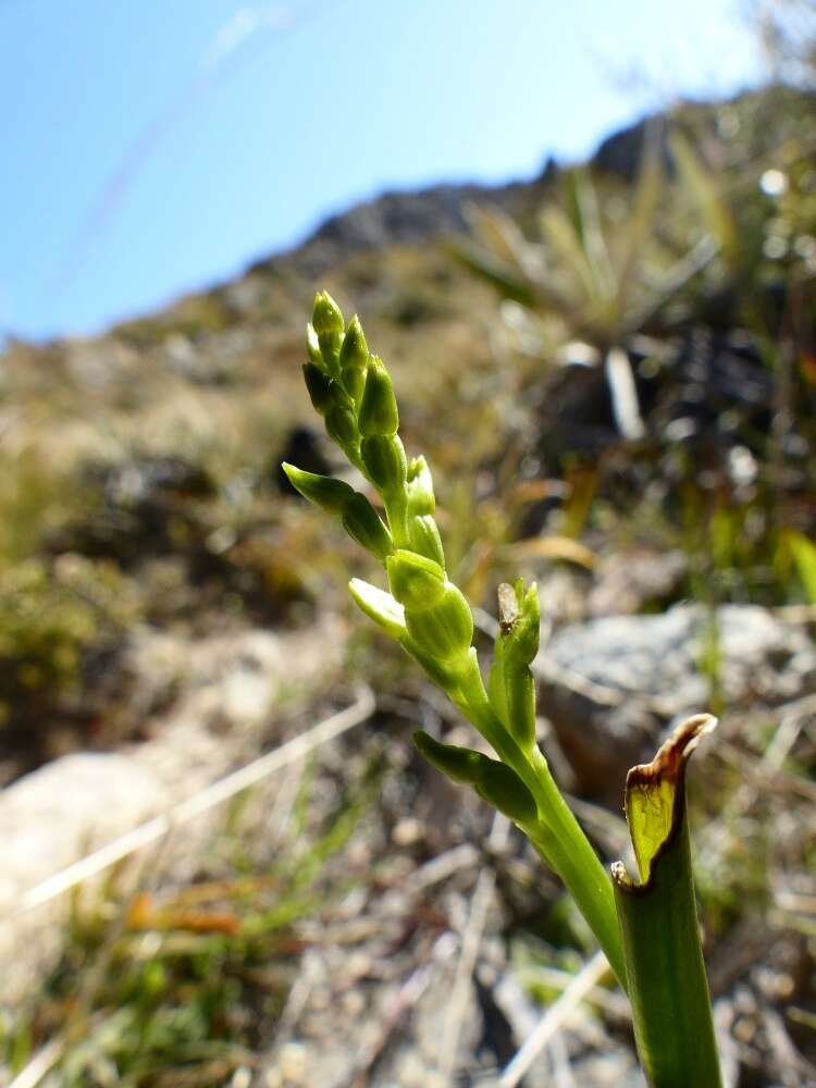 Imagem de Prasophyllum colensoi Hook. fil.