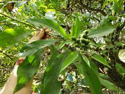 Image de Solanum umbellatum Mill.