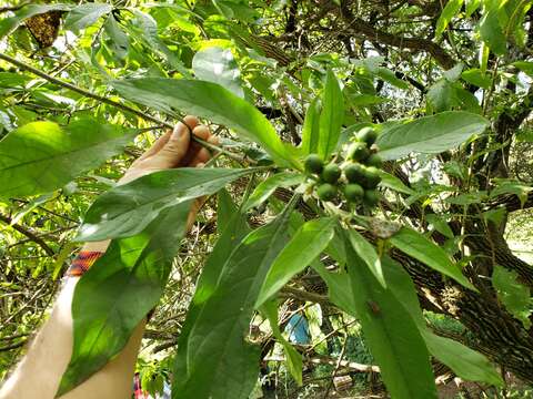 Solanum umbellatum Mill.的圖片