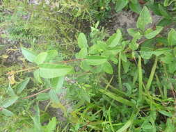 Image of Fernald's ticktrefoil