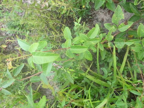 Imagem de Desmodium fernaldii B. G. Schub.