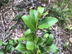 Image of Denhamia bilocularis (F. Müll.) M. P. Simmons