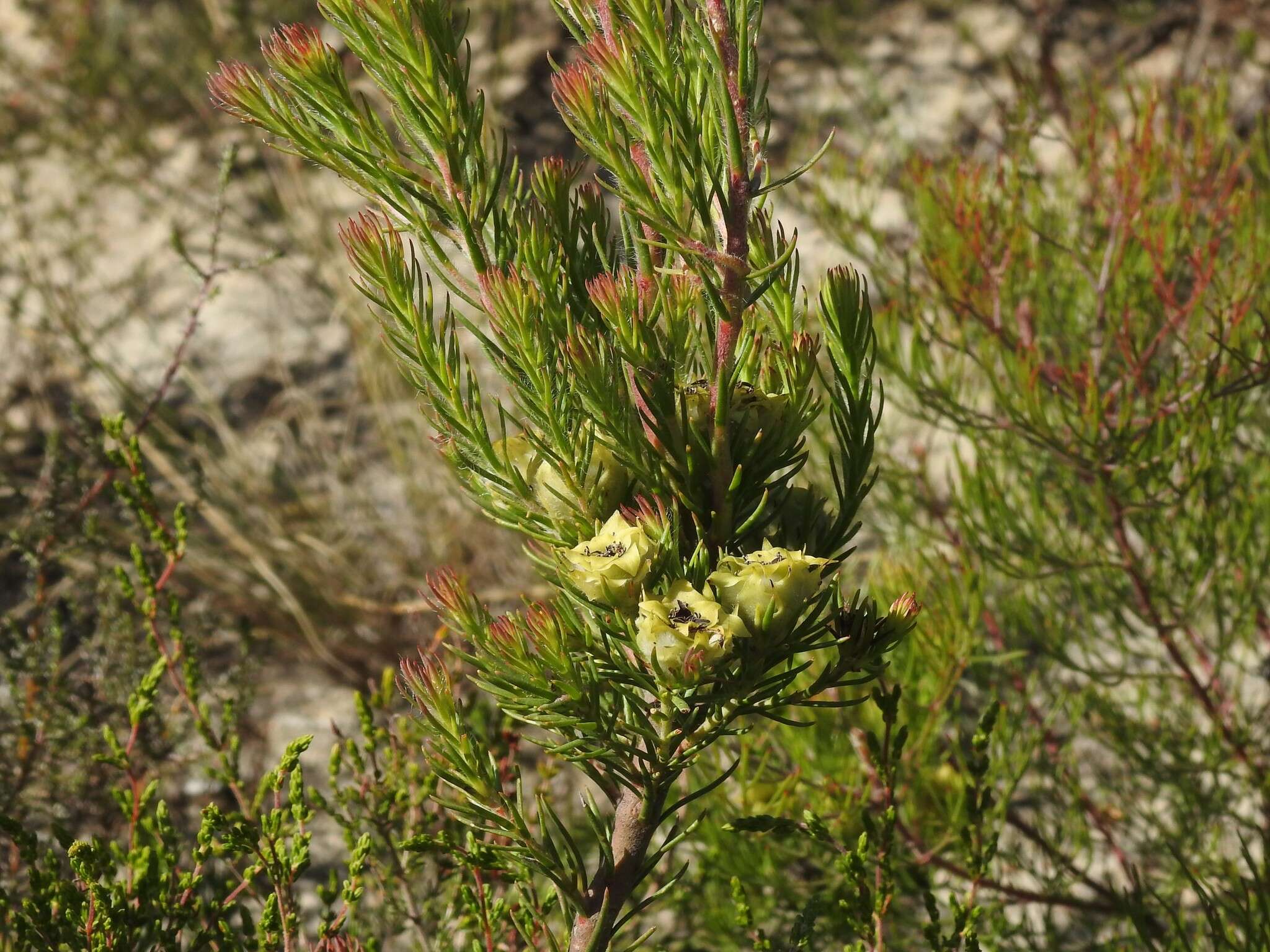 Image of Bredasdorp conebush