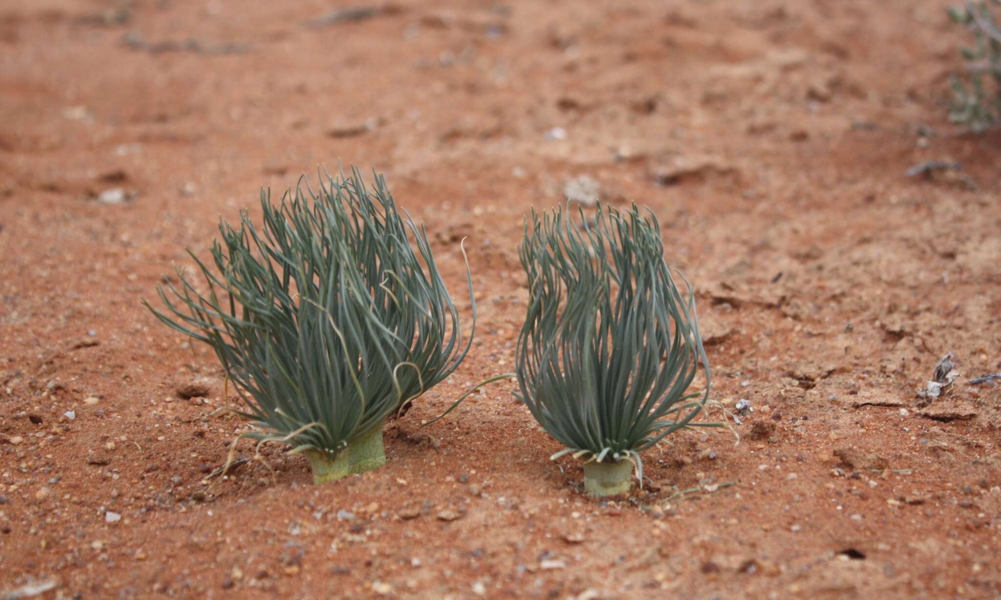 Image de Gethyllis grandiflora L. Bolus