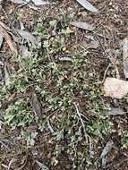 Image of Chenopodium desertorum subsp. microphyllum Paul G. Wilson