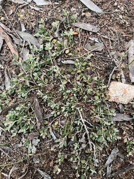 Image of Desert goosefoot