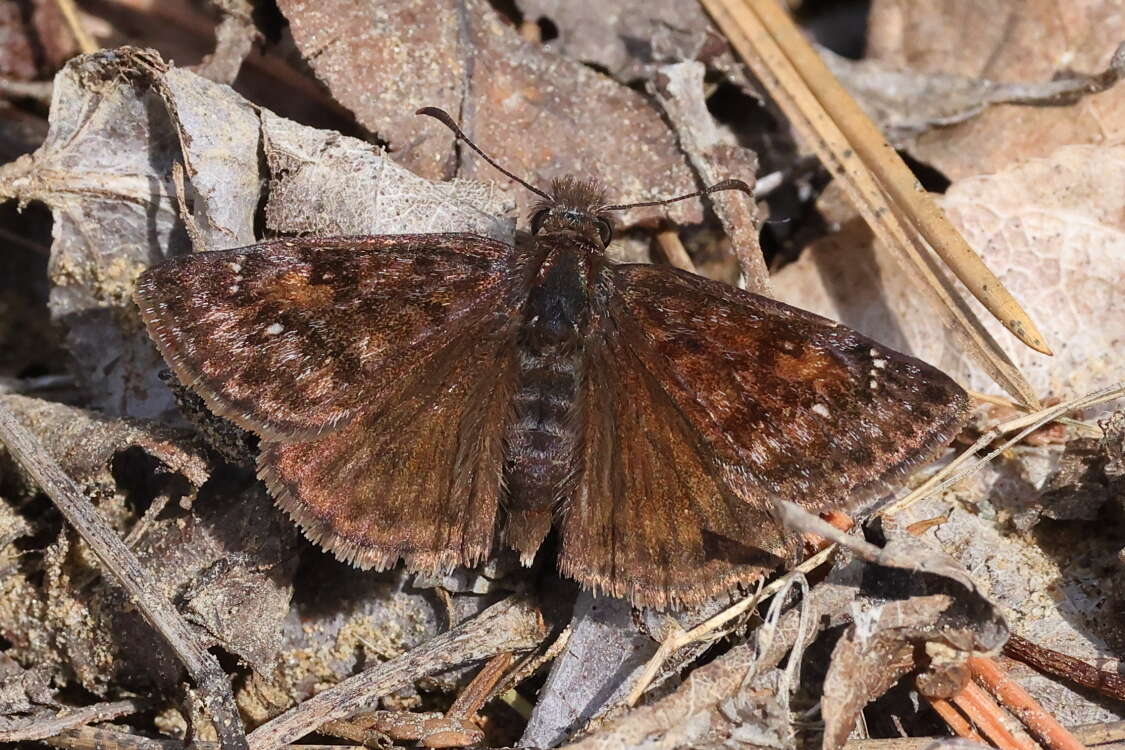 Image of Erynnis pacuvius Lintner 1878