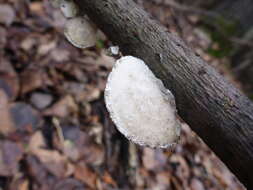 Image of White Cheese Polypore