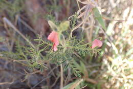 Image of Indigofera heterotricha DC.