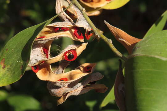 Image of Acacia oraria F. Muell.