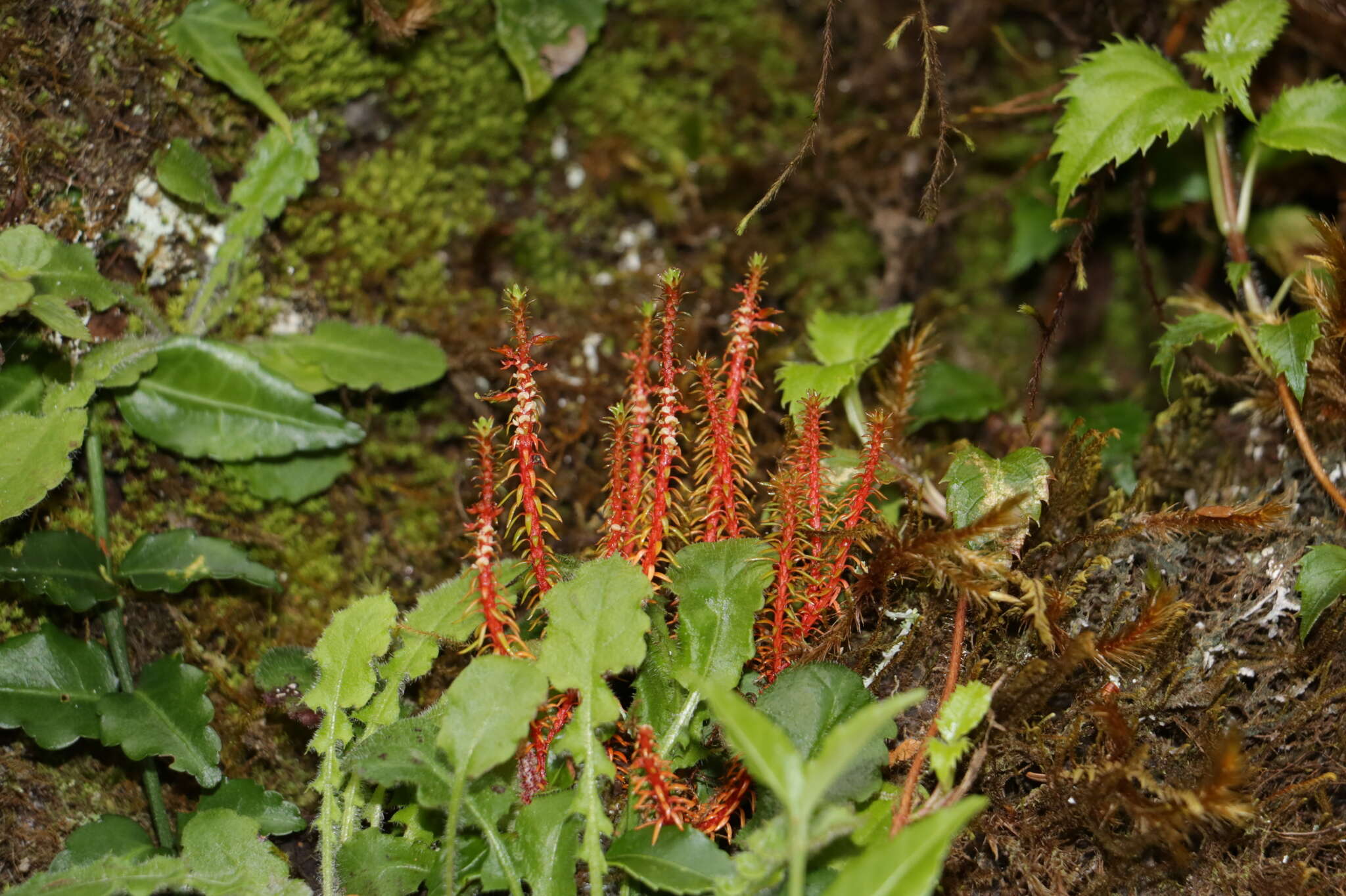 Image of Oriental clubmoss