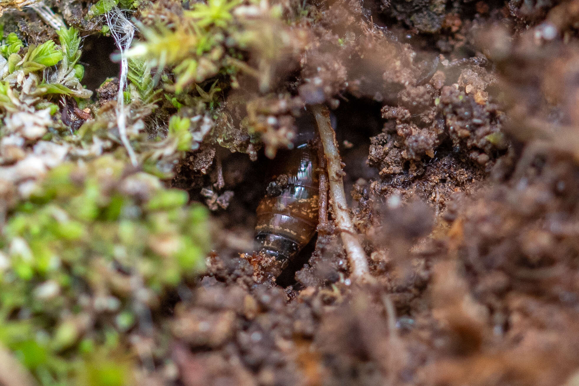 Image of Three-toothed Moss Snail