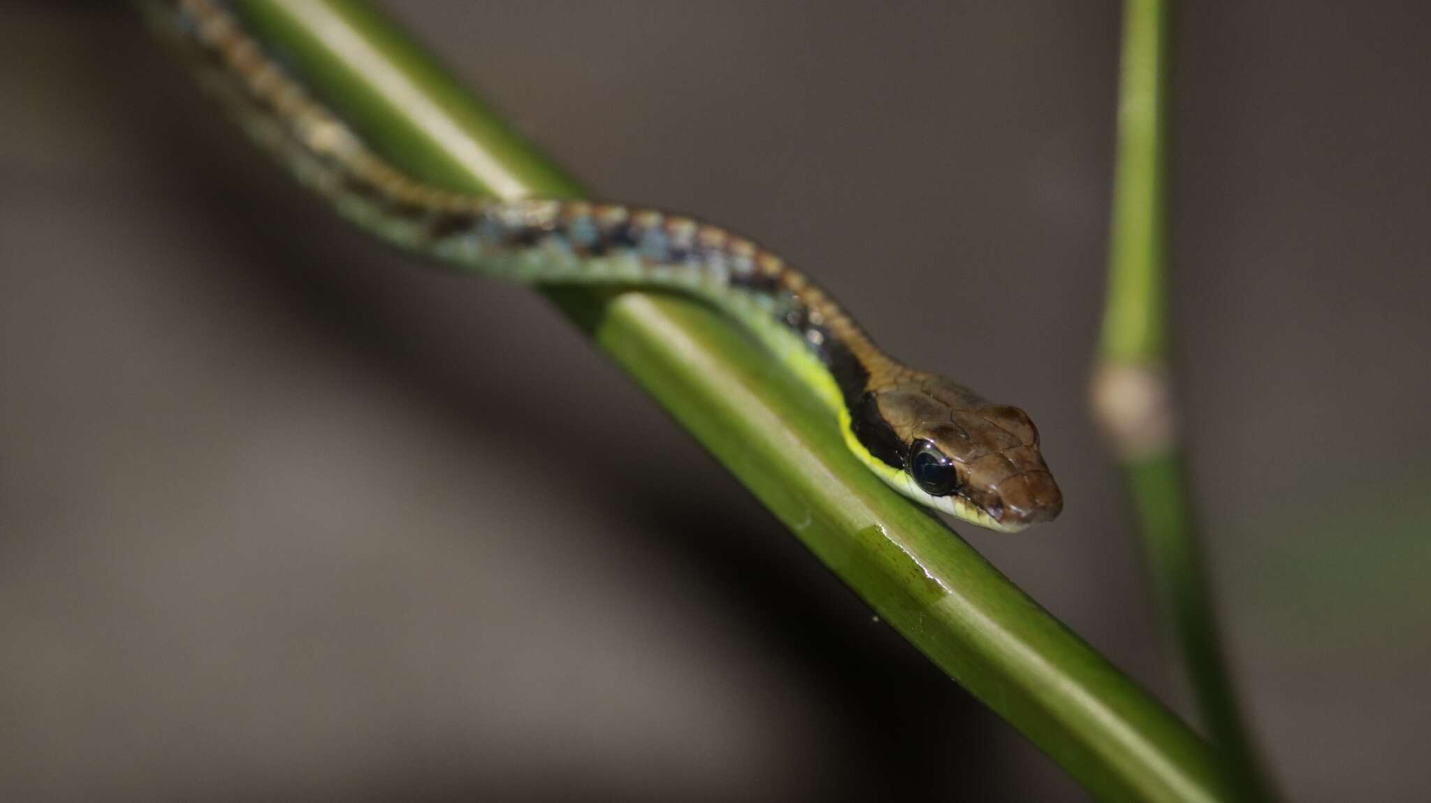 Image of Underwood’s Bronzeback snake