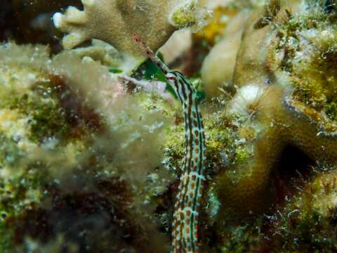 Image of Schultz's pipefish