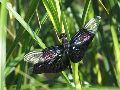 Image of Butterfly Dragonfly