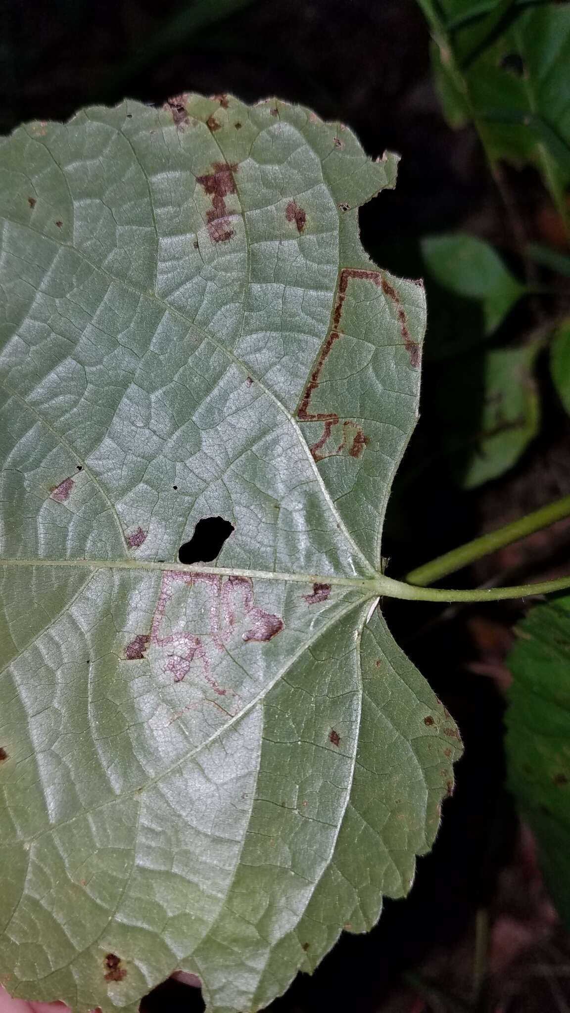 Image of Stigmella tiliella (Braun 1912) Newton et al. 1982