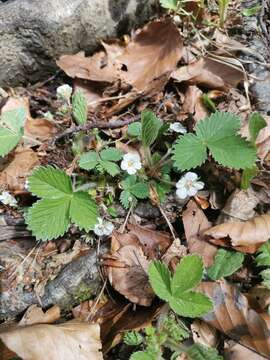 Image of Potentilla carniolica A. Kerner