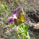 Image of Dicliptera namibiensis subsp. namibiensis