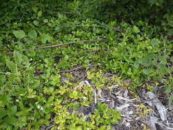 Image of Swamp dewberry