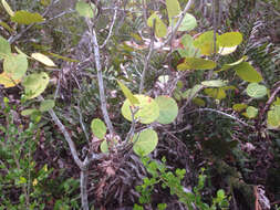 Coccoloba uvifera (L.) L. resmi