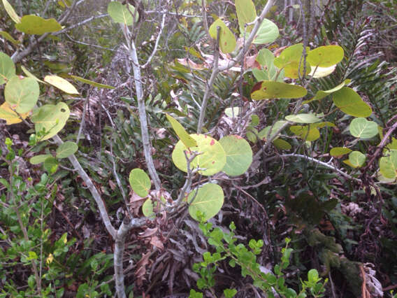 Coccoloba uvifera (L.) L. resmi