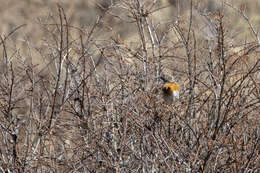 Imagem de Prunella rubeculoides rubeculoides (Moore & F 1854)