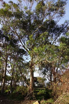 Image of Eucalyptus globulus subsp. pseudoglobulus (Naud. ex Maiden) Kirkpatrick