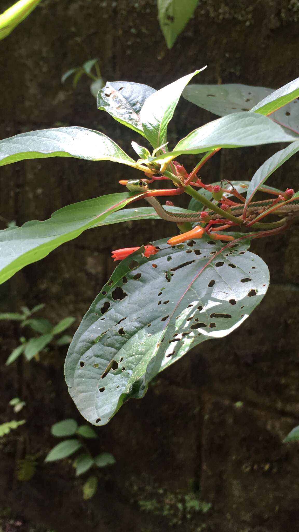 Image of Oliver's Parrot Snake