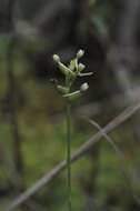 Image of Green Woodland Orchid