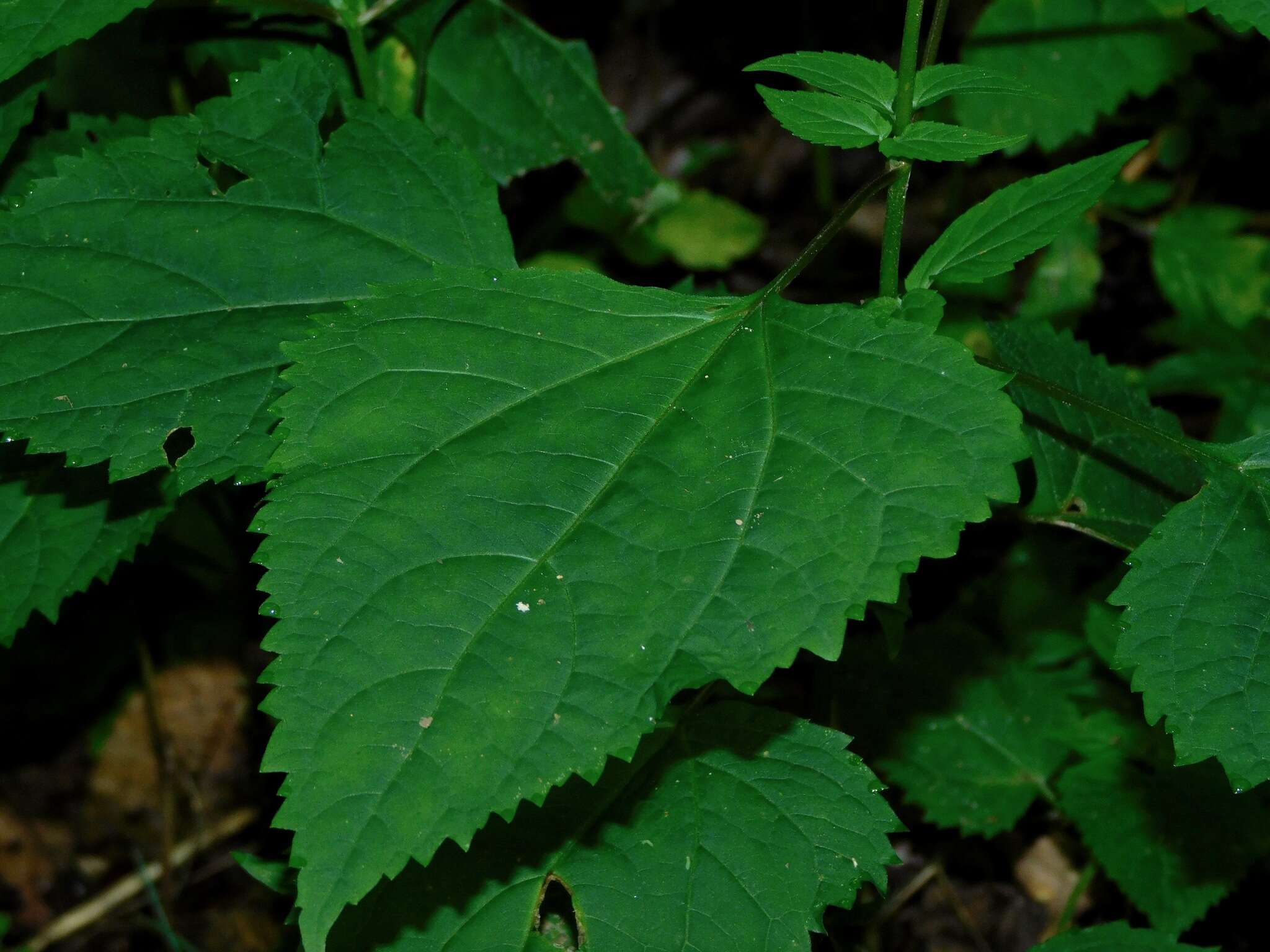 Image of Ageratina roanensis