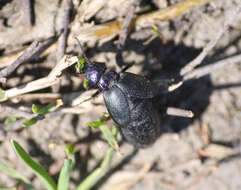 Image of <i>Meloe decorus</i>