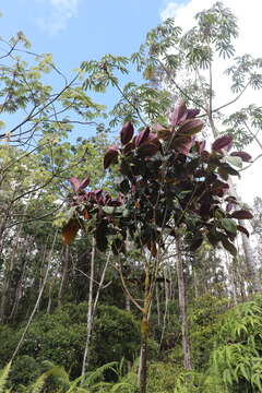 Miconia calvescens DC. resmi