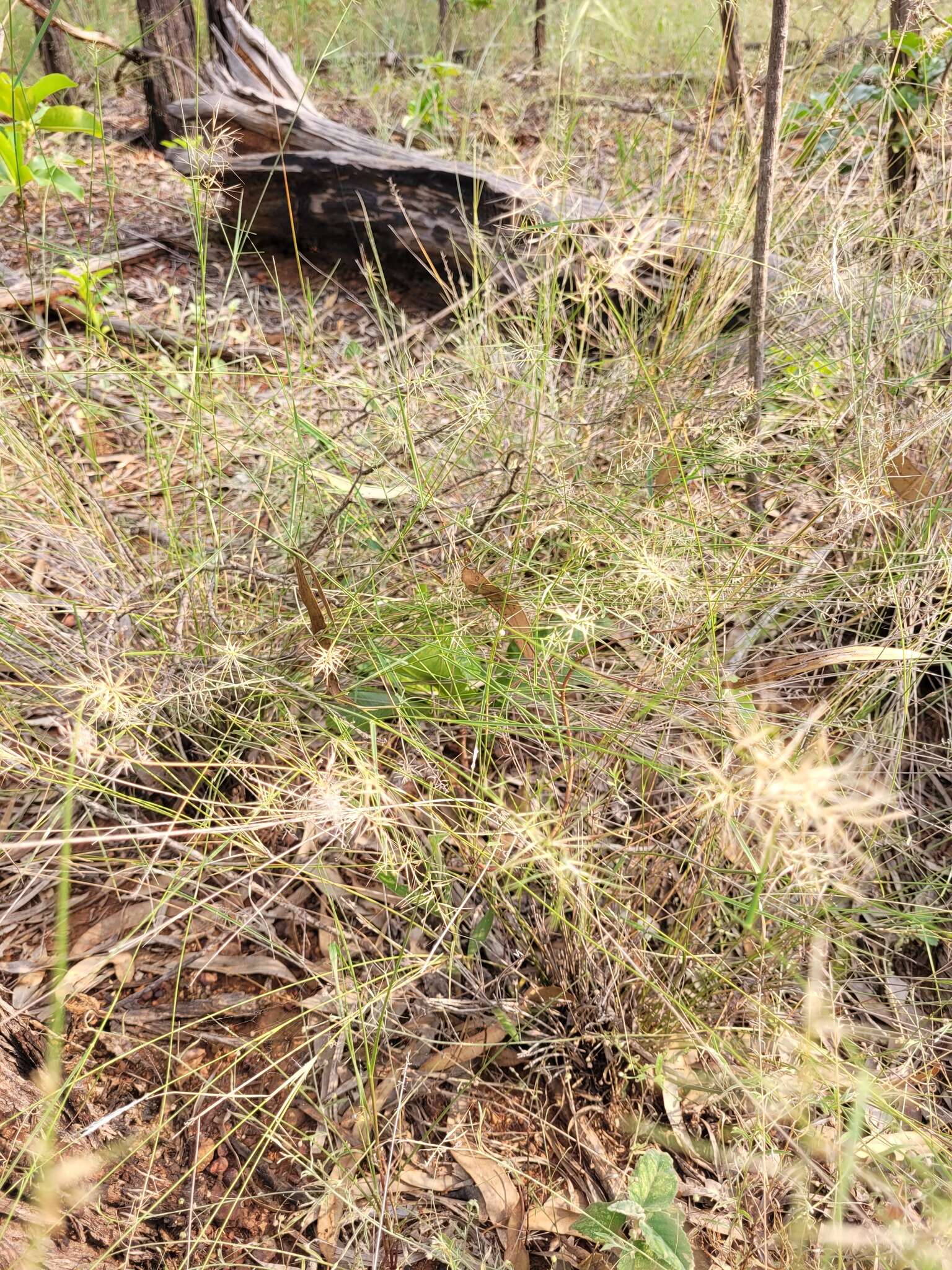 Imagem de Aristida caput-medusae Domin