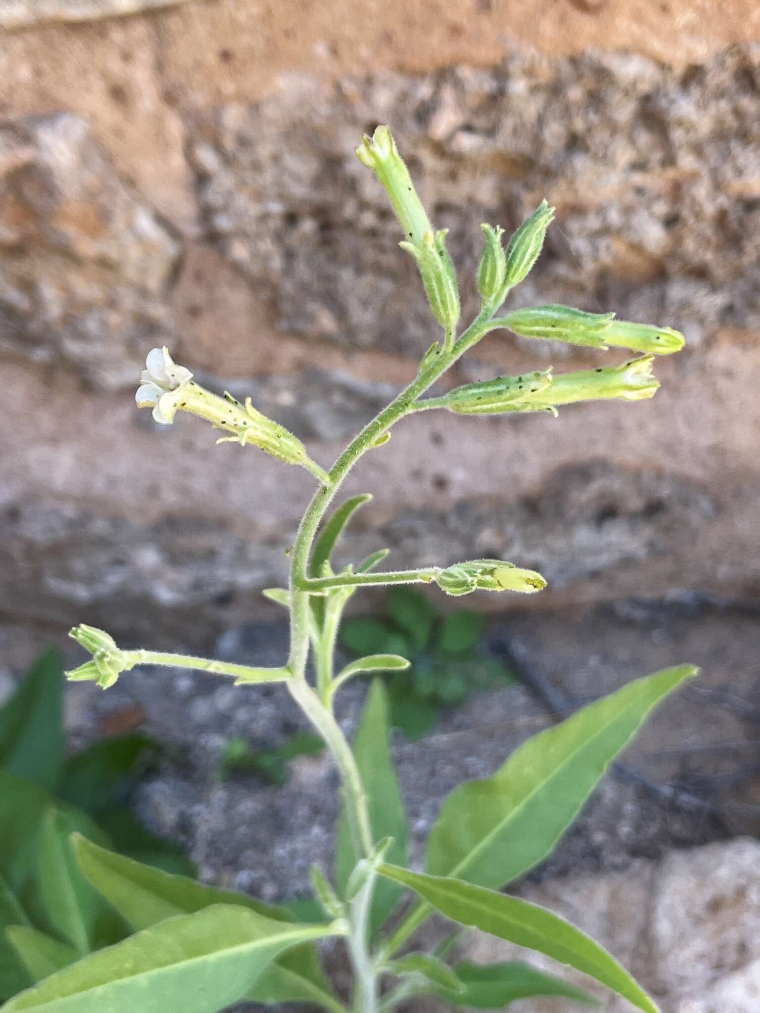 Image of velvet tobacco