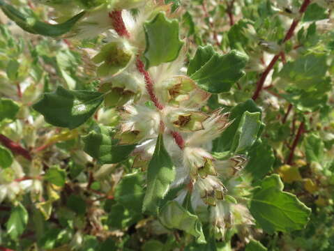 Image de Forsskaolea hereroensis Schinz