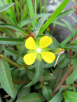 Imagem de Ludwigia perennis L.