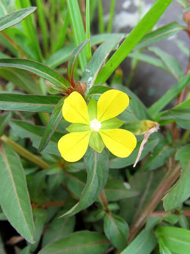 Imagem de Ludwigia perennis L.