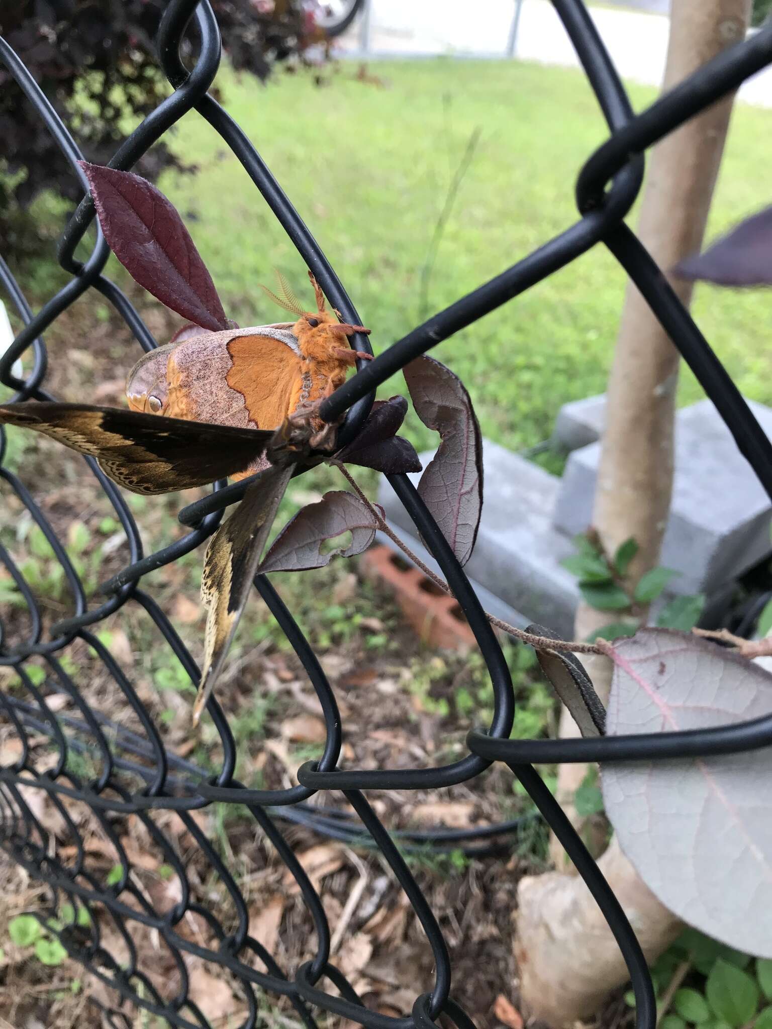 Image of Sweetbay Silk Moth