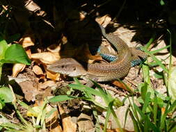 Imagem de Ameiva praesignis (Baird & Girard 1852)