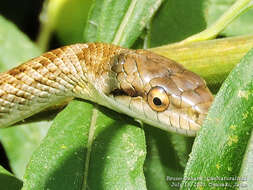 Image of Japanese Rat Snake